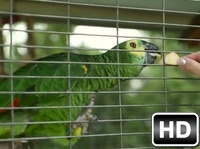 ����������� ������ ����� �����